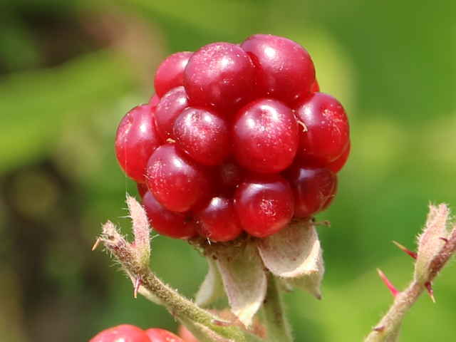 セイヨウヤブイチゴ