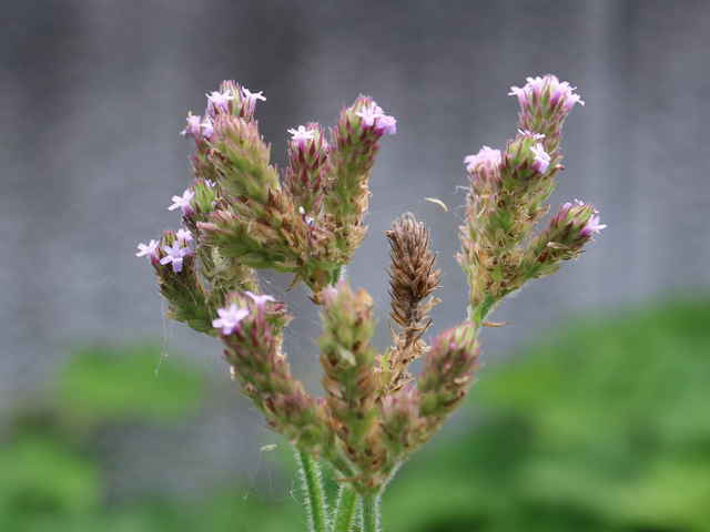 ダキバアレチハナガサ