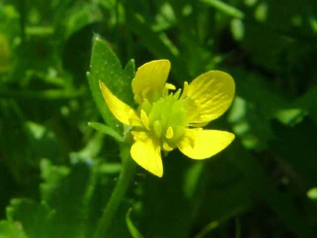 トゲミノキツネノボタン