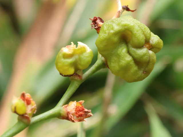 ヒメヒオウギズイセン