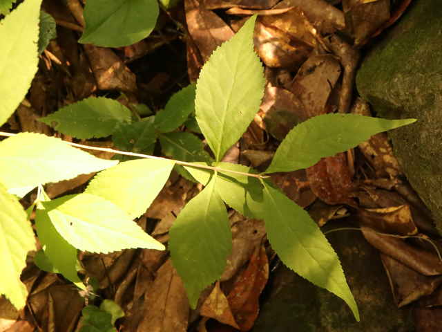 ムラサキシキブ