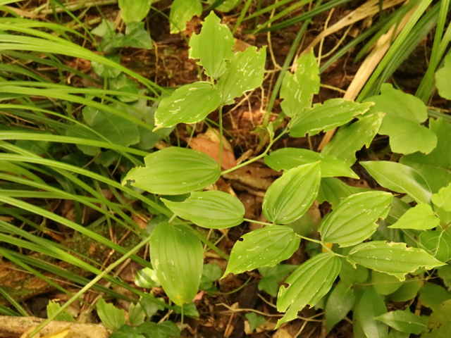 ホウチャクソウ