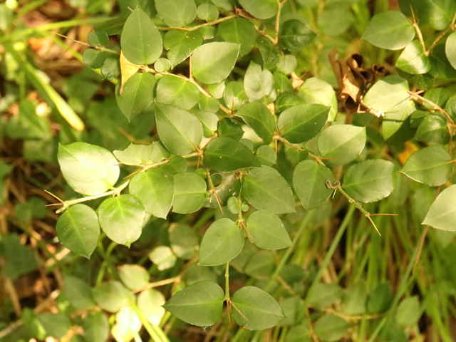 オオアリドオシ