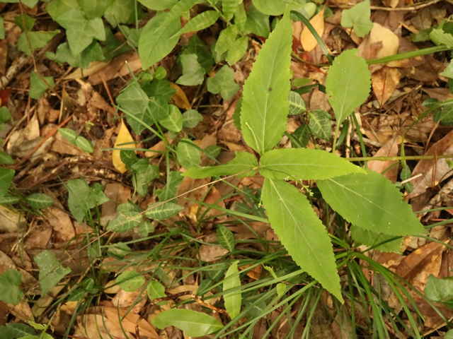 ナガバハエドクソウ