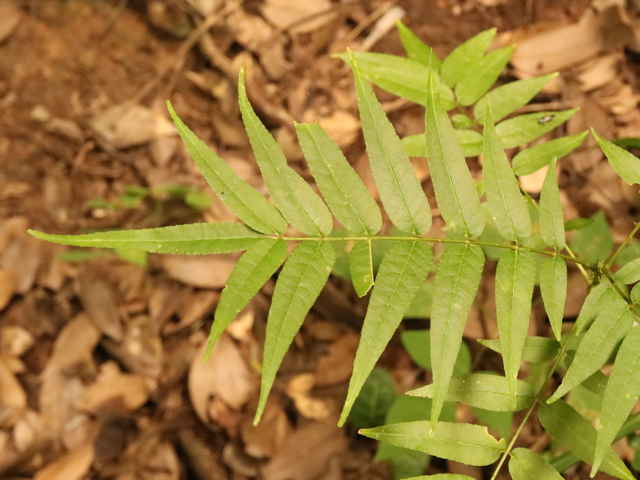 カラスザンショウ