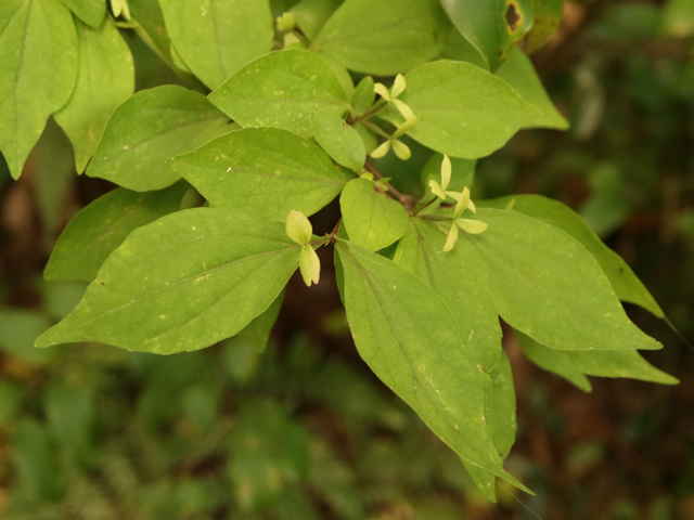 コツクバネウツギ