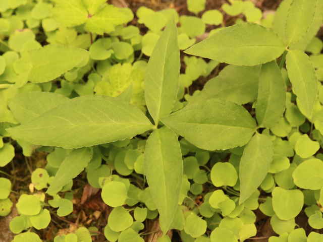 カラスビシャク