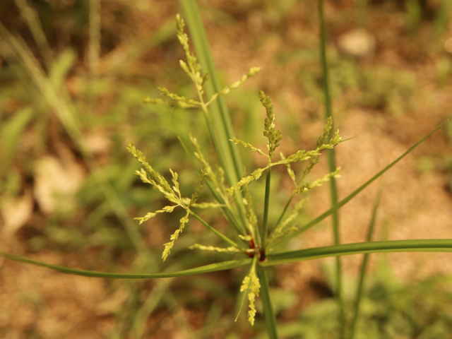 コゴメガヤツリ