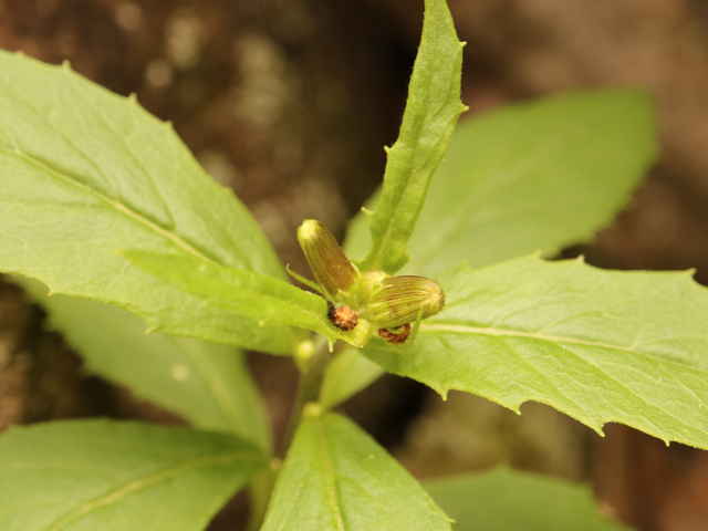 ダンドボロギク