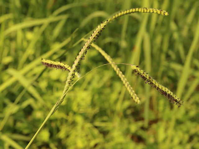 シマスズメノヒエ