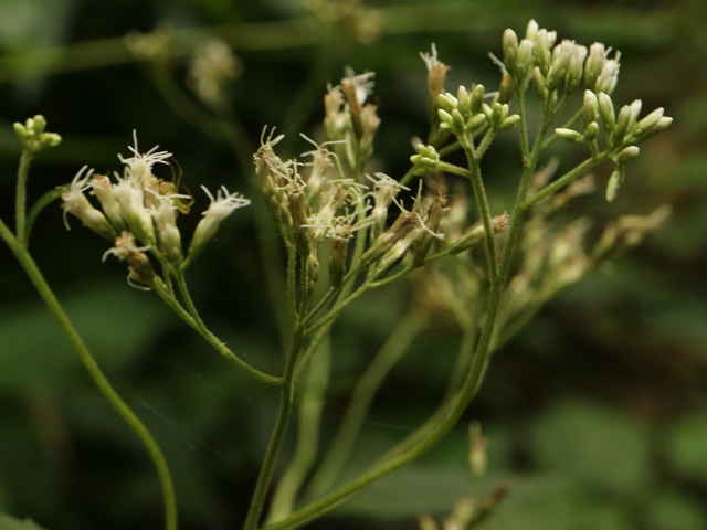 オオヒヨドリバナ