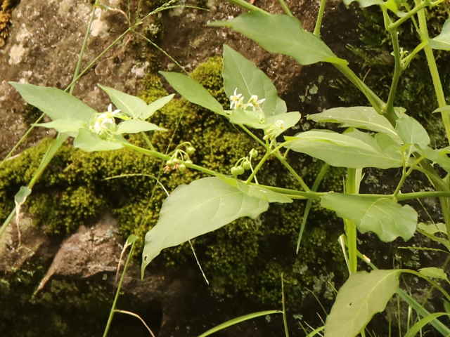 オオイヌホオズキ