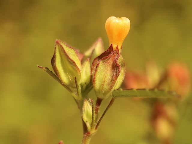 アメリカキンゴジカ
