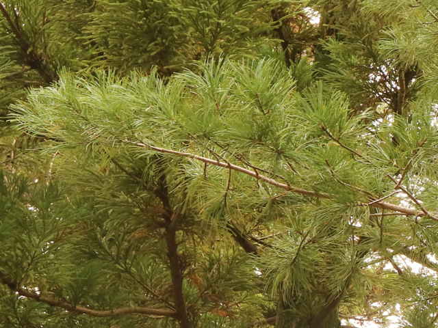 スラッシュマツ