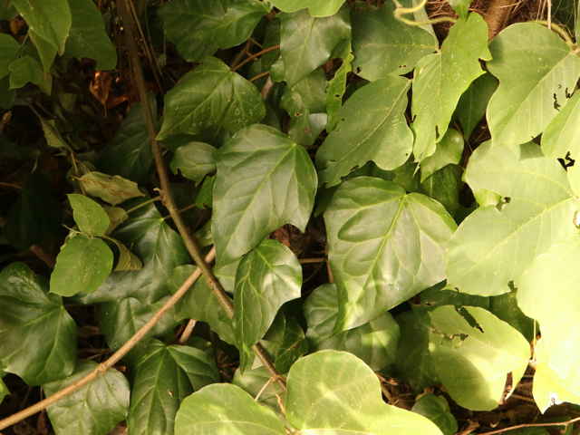 カナリーキヅタ