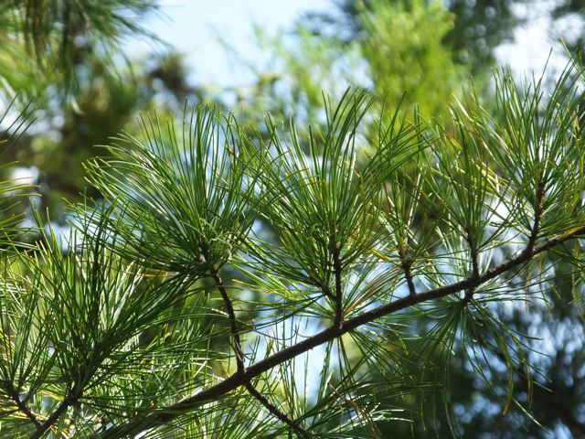 スラッシュマツ