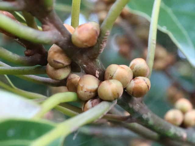 キミノシロダモ