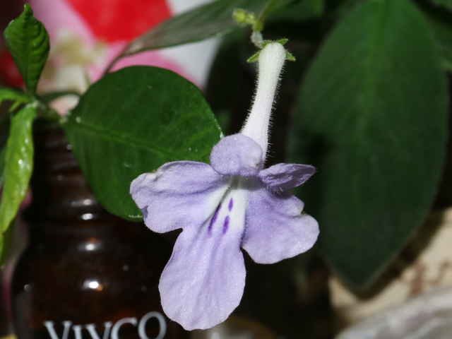 ストレプトカーパス・サクソルム