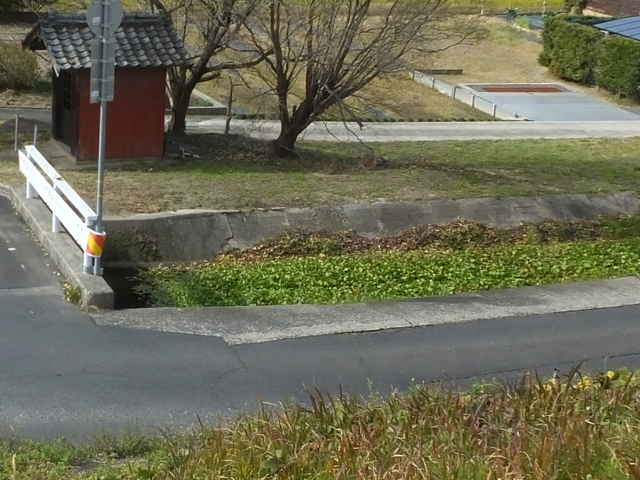 アマゾントチカガミ