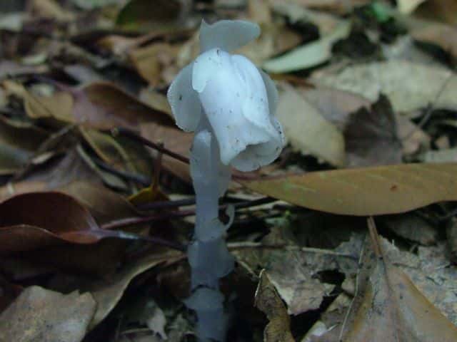 ギンリョウソウ