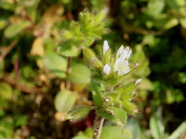 オランダミミナグサ