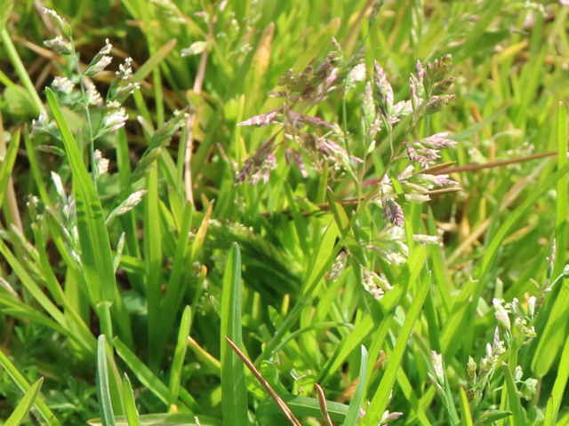 スズメノカタビラ