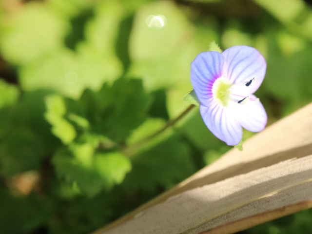 オオイヌノフグリ