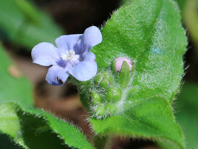 アキノハイルリソウ