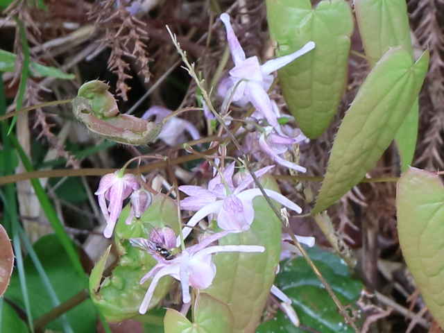トキワイカリソウ