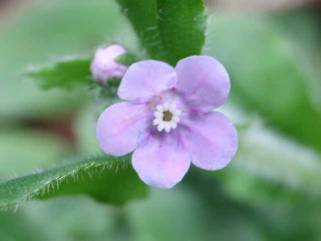 アキノハイルリソウ