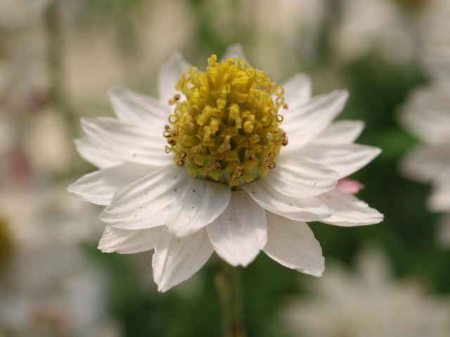 ペーパーカスケード